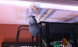 I am selling my African Gray  only 7 months  old. She is an amazing bird. I have a big cage almost brand new paid 450 lettting it go for $ 300 as well. reson for selling due to some family  issuse . I have some toys to comes with it
please contact or