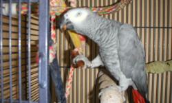 Great personality, playful, 26 years old african grey parrot looking for a new home where she can get the attention she deserves and needs.
Coco will come with her cage and toys.
Experience with parrots and african greys in particular is preferred.
