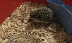 2x 2 month old male African Pygmy Hedgehogs. Great pets. From a litter of 3, don't have the space for all of them. Also have cage, igloo, wheel, and litter box included for $20 more. Check out the pictures! For more information please contact me.
