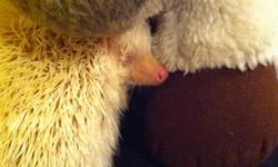 Bubbles is a year old Albino Hedgehog. I'm going to school and am unable to give Bubbles the care and attention she needs. She is fully litter trained and comes with all the equipment needed for care. TO GOOD HOME!
This ad was posted with the Kijiji