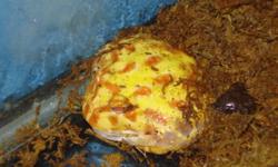 Albino pacman frog with tank and stand. Asking $80.00.
Contact Betsy @ 519-739-0371.
