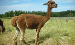TWO REGISTERED , BRED  FEMALES (  for SUMMER   2012 ) AND THREE REGISTERED  MALES  FOR  SALE @ $ 5000.00  FOR ALL !!! . GOOD  QUALITY AND  NICE  LOOKING  ALPACAS .  ONE  FEMALE  AND  ONE  MALE  ARE  FIRST  PLACE  RIBBON  WINNERS , OTHER MALE  IS  DOUBLE