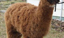 I am offering a yearling female that cannot be used for breeding and a gelding for $500 for the pair. The female is brown with a big white star on her forehead. The gelding is pure white. If you admire alpacas and just want a couple around as pets then