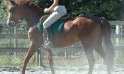 9 yr old 16 + hh gelding, Reg ..TB Cross 
This boy has tons of Talent, and miles on him. He is 100%sound
He has been started in Classical dressage  currently about training level/level 1
he would also excel  as a Jumper , he has a big jump and could take