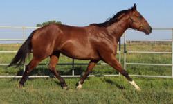 2007 true 16.3hh bay mare. This mare is a reg. APHA SPB - but you'd never know it from looking at her. Big, bold TB-type movement. Ground work is done, and she has been saddled. Send her out for 30 days to be ridden then point her in  any direction. Would