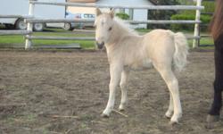 This filly is AMHA/AMHR registered. Her breeding is impecable, and her conformation is spot on.
 
WindSwept Brokers Devine Diva
 
If you are looking for a show horse, this filly is for you. She has a baby doll head, nice level top line, good hip, great