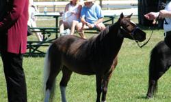 AMHA/AMHR registered Mare for sale - Born 3/26/2005. 32"
Sired by Circle S Bright Red Baron and out of Foothills Kajuns Desert Storm.
Her sire, Circle S Bright Red Baron , is a Hall of Fame and 3 times National Top 10 Stallion, and her dam Foothills