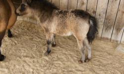 Top quality pinto filly 7 months old excellent conformation and pedigree $1200.00 or bo.Foals sired by 30.5" leopard appaloosa and 28" pinto stallion start to arrive March 2012.
Colts start at $500.00,fillies $1000.00 (all foals for 2011 are sold except