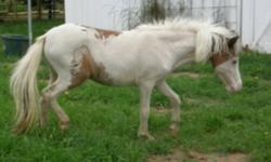 1. Crayola, Pintaloosa Filly, ~32"
SIRE: WELLSPRINGS CLASSIC ROCK BY YASHICA LIGHT VANT HUTTENEST BY ORION LIGHT VAN HUTTENEST DAM: CCMF MISTY DAWN SURPRISE BY LTD'S COLOR BROKER Crayola is an elegant Medicine Hat Pintoloosa filly with blue eyes. Her