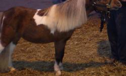 Registered Name: "Have a Heart"
Reg No: 249089A
Age: 9 years old
Colour: Chestnut Pinto
Height: 36"
We call him Benny. He is a beautiful little stallion, handles well and is broke to drive. He has a lovely extended trot. Benny has been in parades and has