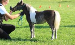 Morninglory's Royal Trixie is a cute little 5 month old who loves attention, and comes on the run to great people. She has been shown and placed 2nd of 8 foals.
Halter broke, trailers well, and is learning about washing, clipping, and getting her hooves