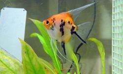 Breeding pair of double dark black angels, also available breeding pairs of koi and orange marble angels.