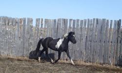 Must sell our 5 year old, APHA registered stallion. He has great blood lines; Easy Jet, Texan Bar Time, Lighting Sugarbar. He has been tested by the U.C.Davis lab in California and is positive for the homozygous black gene (he will only produce black, bay