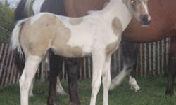 SLR A Splash of Zippo Zips is a 2011 registered buckskin tobiano paint filly. She may be a smokey black cream as her sire has been tested and carries the cream gene and black. She has a great disposition. She is a finer build filly but has straight legs .