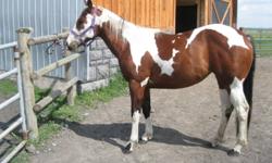 Tundra is a registered APHA and has all application papers for CPtHA.
 
She has beautiful markings and a great conformation. She stands around 14HH should mature 14.2-14.3HH She is really coming out of her shell and becoming a great horse. it would be
