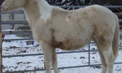APHA registered Fillies and Colts - For Sale
 
Custom Gold N Ivory
Ivory is a registered yearling perlino tobiano paint filly. Ivory is halter broke. She is sired by a 15.3hh homozygous perlino tobiano paint stallion and a15.0hh  buckskin AQHA mare. Ivory