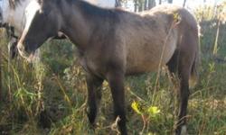 APHA registered Fillies and Colts - For Sale
 
SLR Dun To The Max
Registered apha silver grullo solid paint filly. This filly has the dark dorsal strip, dark outlining by her ears and leg barrings. This is the full package great show, broodmare and