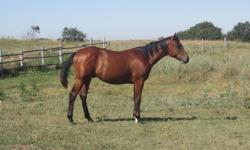 Beautiful APHA registered (solid-bred), yearling gelding with foundation bloodlines, including Easy Jet, Top Deck, Leo, and Three Bars. Friendly and willing disposition; is halter broke, can pick up feet, and handles well. An excellent prospect for a