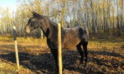Baxter is a 5 year old App  gelding, 15 hands high, broke to ride. He is registered with the POA but grew too tall. He is my granddaughters horse but she dosen't have the time to spend with him anymore He loves attention and is quick to learn, farriers'