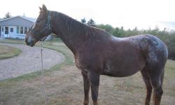 15 year old Appaloosa Gelding 15 HH. Loves to go, trailers well, good with feet. Well maintained. Good all around horse, reliable would make a good 4H prospect or great horse for older rider.
Price negotiable.