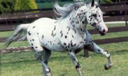 Would like to purchase an Appaloosa gelding. Must have a long tail. No show horses please, just simple trail horse is all that is wanted. Excellent ground manners a MUST!! Good loving home with lots of attention , great hay, riding, and camping etc.