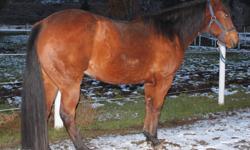 This mare is quite unique. With her Hollywood Dun It background, she had a quality arena start and first few years. From there, she's gone onto do High School Rodeo  (barrels, pole bending, goats) and solid 3-D barrel times. This mare has lots of go and