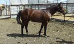I have an AQHA pending bay stud colt he was born July 27 2010. He is halter broke and I have already started ground working him. He has had a winter blanket on, he saddleds with a kids saddle, he long reins already with just a halter and is all ready to