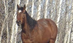 JRL FLYING HUCK FINN
"Ozzy" is a 2005 bay gelding. He is 15.2hh, broke to ride. He is up to date on everything and is very well mannered. He trailers, clips, and ties. I have ridden him down the road, through trails, bareback, in an indoor arena and at