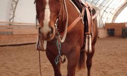 1995 Registered Quarter Horse chestnut mare, 14.2h. Sire: SR Star Bright Dam: Miss Dondi Bell. Western Pleasure broke, used in barrels,penning,trailrides etc. Downsizing an have no time.
