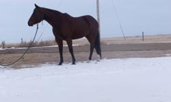 King Honeys Galla Go is a 3 yr old registered bay mare.  She stands about 14.3 HH.  She is well built, well bred and has a good mind.  She has had lots of ground work done with her and has been started under saddle and is coming along nicely.  She takes