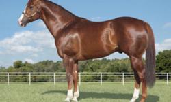 Hello, I am looking to purchase an AQHA or solid APHA mare or stallion, maybe a gelding. Want one with speed, fire and just lots of go, but a good nature. Really needing quality conformation, markings ( blaze with four white socks but is not a must), also