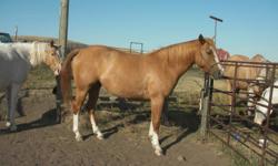 VERY SWEET AND FRIENDLY 3YR OLD DUN FILLY FOR SALE.  SIRE IS MR CASH CHEX AND DAM IS REDS NORTHERN SKY.  TUCKER MANDO IS DAM'S GRANDFATHER.  DAM HAS A WONDERFUL DISPOSITION AND IS A REAL PLEASURE TO RIDE.  MANDOS CAJUN QUEEN (THE FILLY) IS A NICE STOCKY