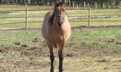 Skeets Hickory Doc - River
Skeets Hickory Doc (river) is a beautiful dun yearling filly. Very smart, will make a good reiner or reined cow horse. She has an amazing conformation and will make a good horse for anyone. She is a granddaughter of skeets