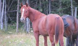 AQHA YEARLINGS
Have many yearling aqha registered foals for sale... To view them and their pedigrees please visit www.northforkquarterhorse.com
call dave at 403-350-7570 for pricing
No emails as i posted the ad for Dave, thank you
the pictures are just a