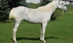 Nadara's Ivory Rose FX
Registered Arabian Mare
Reg # 0042125
View her Pedigree at http://www.allbreedpedigree.com/nadaras+ivory+rose+fx
April 2002
Gray
14.3hh
Goes under english or western saddle, is comfortable in the ring and trail rides out. Rose has