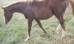 I have 2 purebred Arabian filly weanlings. They are from exceptional bloodlines with multiple national champions in it. They will be of good size and very friendly temperment. One is a chestnut out of my best producing mare and the other is a bay also out