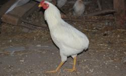 5 white Araucana cockerels for  sale
2 - approximately 20 weeks old, one rumpless, one with tail,
1 - approximately 17 weeks old, one rumpless,
2 - approximately 10 weeks old, one rumpless, one with tail
Non have tuffs
From breeding stock out of BC.