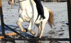 ARE YOU LOOKING FOR A..........Rodeo,Gymkhanna, Pony Club, Trail horse for UNDER $1500 WELL... my horse secret is all these things and MUCH more.Secret is in her 20's, Eygptain Arab. She will do anything you lead her to.BUT she does need an experianced