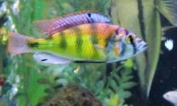 B & I Aquariums
is offering a discount to hobbyists.
Print this ad and bring it when you come to buy fish and you will
SAVE 20%
off your total purchase!
Located in Three Hills
Species Available:
Ameca Splendins $2 ea.
 
Hemichromis bimaculatus (blood red