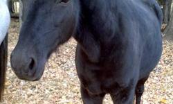 Prescott is 13.1H jet black pony. We are currently asking $2800. He is an extremely personable little guy and we love him to death. He has never had any health issues, is an easy keeper and does well on grass or hay. He has good solid hoof, has never