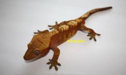 AnimalsMale Crested Gecko- $120
Unsexed Gargoyle Gecko (Pictures 2 & 3)- $100
Male Sarasinorum- $100
Unsexed- $50
Unsexed-$70
Dry Goods
Cricket Water Crystals (Each pack makes one gallon)Jeweler's Loupes
Plastic Portion Cups for feeding
Meal Replacement
