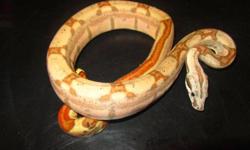 2011 Boas feeding great on f/t adult mice or pup sized rats!
 
Pic #1 Female Pastel Salmon 66% poss het albino $200 1.1 pair $350
 
Pic#2 Male Pastel Salmon 66% poss het albino $175
 
Pic#3 Female #2 66% poss het albino $125
 
Pic#4 Female #1 66% poss het