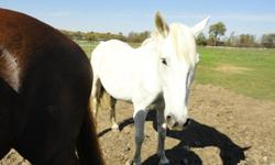 16.2 hh Thoroughbred mare needs a nice home, SUPER easy keeper, no shoes or grain and can stay out 24/7. She's pure white, very beautiful and SO friendly. First horse to the gate. Message for more information and Pictures * COMPANION ONLY*