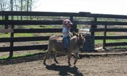 2 donkeys for sale one is a Jenny and the other is Jack (who is gelded) a wonderful couple to take home to your acreage.
 I am  asking 450.00 for the 2 together they both have been ridden by my 5 year old son, they are not broke just rode on. 
 
Serious