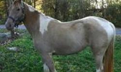 10 Safe Trail Horses to choose from!!  Tennessee Walking Horses, Spotted Saddle Horses & Quarter Horse!  Great for timid riders, beginner riders & children.  
 
We have many horse colours right now including paints/spotted horses, buckskin/white,