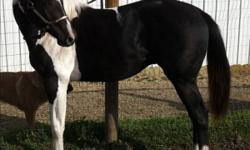 I'm Spectacular Two (A Spectacular Flash x Hooper's Battle- TB) 2010 Flashy black & white Tobiano reg. Colt.
We really wanted to keep this fellow, he has his sire's looks & sweet dispisition, should mature at least 16.2 hh, his sire has been producing
