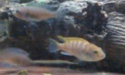 I have young African cichlids for sale. $2 each or 3 for $5. They start at $6 each At any pet store, I am just looking to cover the cost of food. Please contact Todd @ 226-201-0663 with any questions..
This ad was posted with the Kijiji Classifieds app.