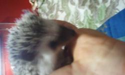I have a salt and pepper African Pygmy baby hedgehog for sale.. Very friendly and he's a Pygmy so a lot smaller. Email me if interested. Thanks