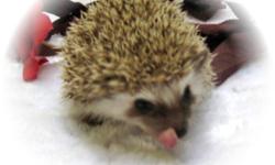 We have a nice selection of baby hedgehogs available. We at "heritage-pets.com" have been enjoying the hobby of raising hedgehogs for more than 20 years. Many answers to questions pertaining to hedgehog care, availability, pictures, prices, location and