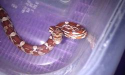 I currently have 15+ corn snakes in my house and and am looking to sell them all. The babies are all ready to go now for $20 each have had 3+ sheds, ate more than 3 times and are a little finicky right now because they are not used to being handled but